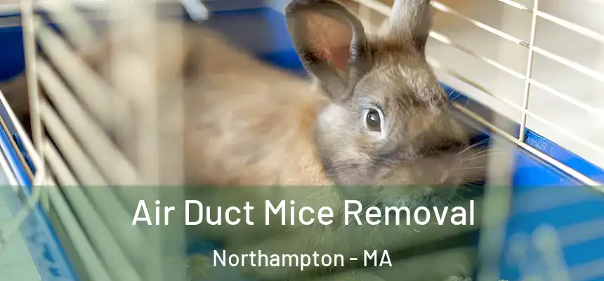 Air Duct Mice Removal Northampton - MA